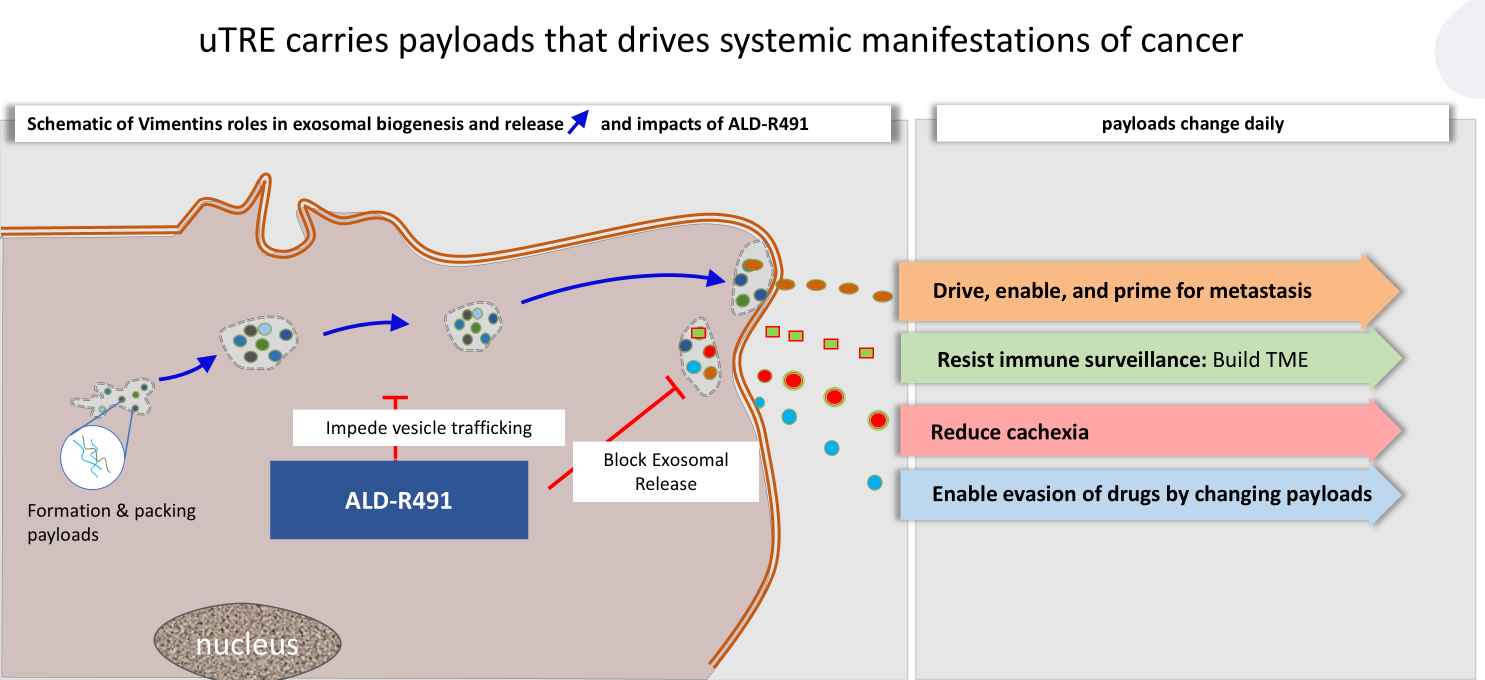 Schematic of Vimentin's roles in exosomal biogenesis and release and impacts of ALD-R491
